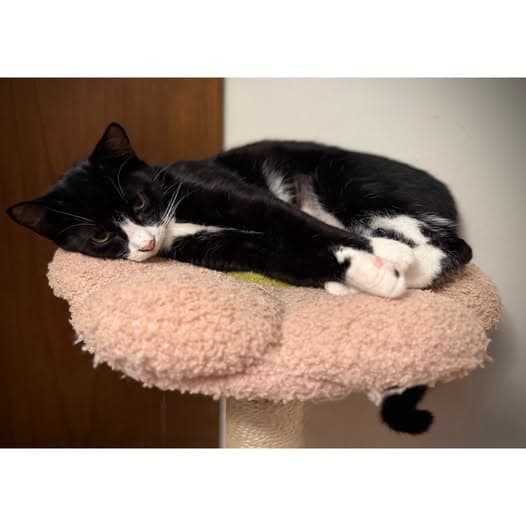 Bee - Domestic Shorthair cat available for adoption at Perth Rescue Angels in Perth
