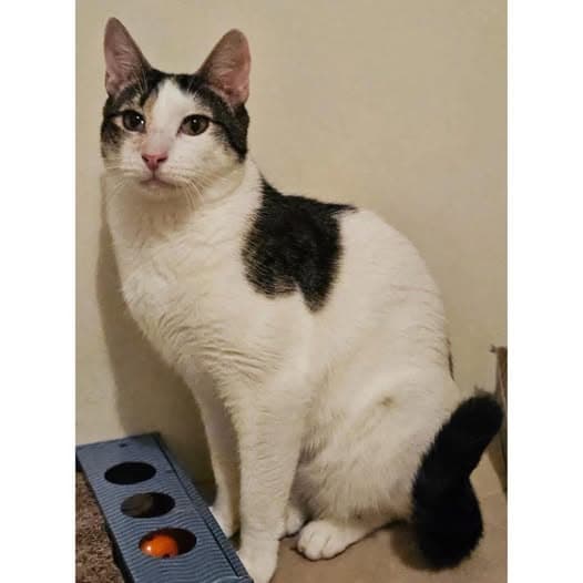 Morley - Domestic Shorthair cat available for adoption at Perth Rescue Angels in Perth