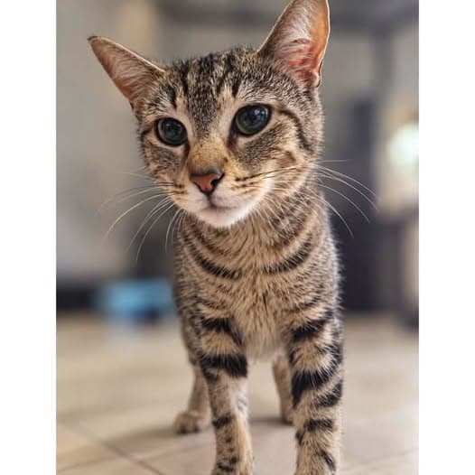 Samantha - Domestic Shorthair cat available for adoption at Perth Rescue Angels in Perth