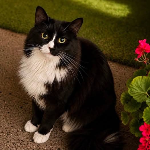 Picasso - Domestic Medium Hair cat available for adoption at Perth Rescue Angels in Perth