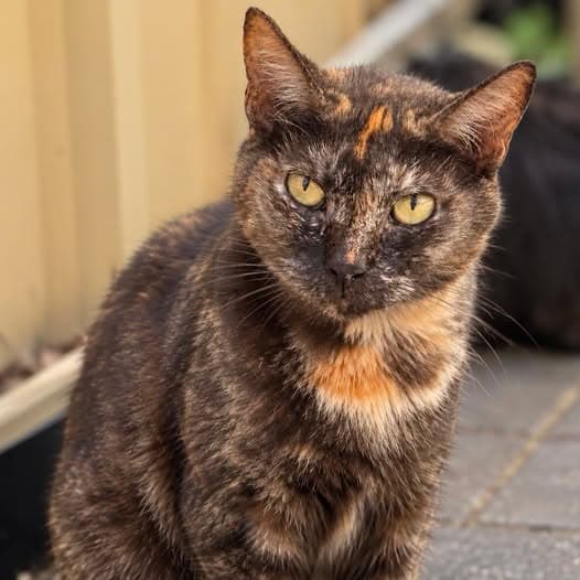 Vienna - Domestic Shorthair cat available for adoption at Perth Rescue Angels in Perth