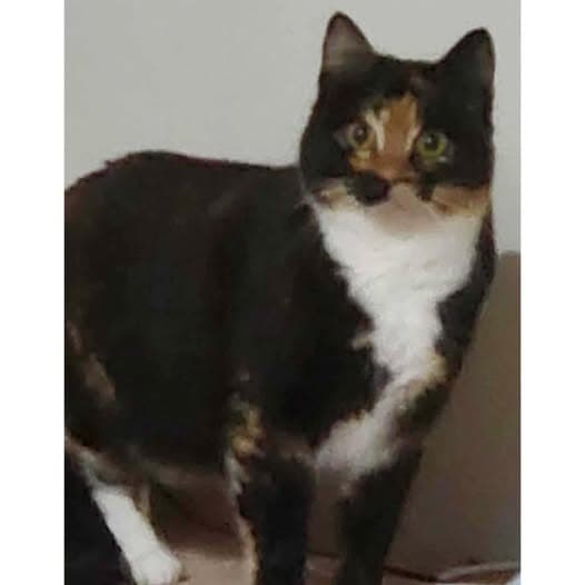 Tora - Domestic Shorthair cat available for adoption at Perth Rescue Angels in Perth