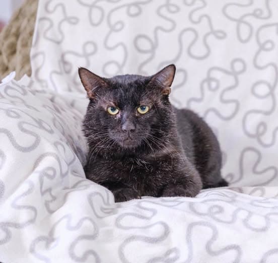 Monsiour Noir - Domestic Shorthair cat available for adoption at Perth Rescue Angels in Perth