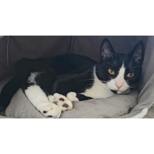 Whiskerkins - Domestic Shorthair cat available for adoption at Perth Rescue Angels in Perth