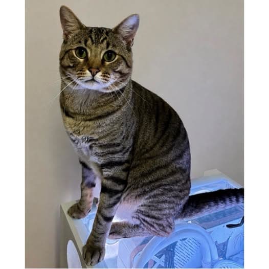Dorian - Domestic Shorthair cat available for adoption at Perth Rescue Angels in Perth