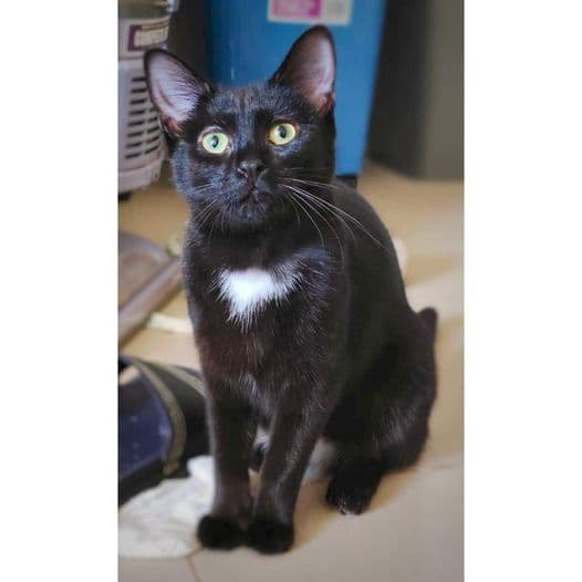 Limbo - Domestic Shorthair cat available for adoption at Perth Rescue Angels in Perth