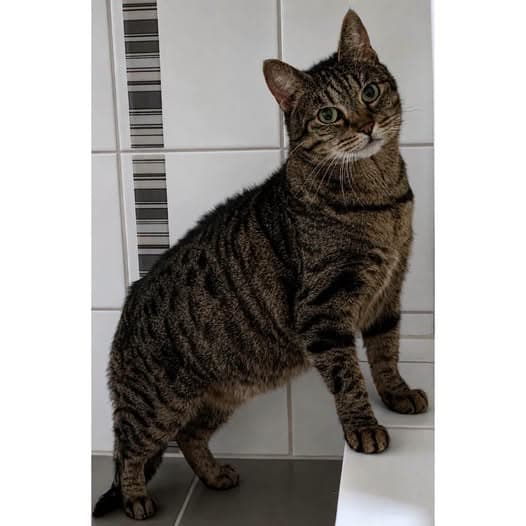Kiara - Domestic Shorthair cat available for adoption at Perth Rescue Angels in Perth