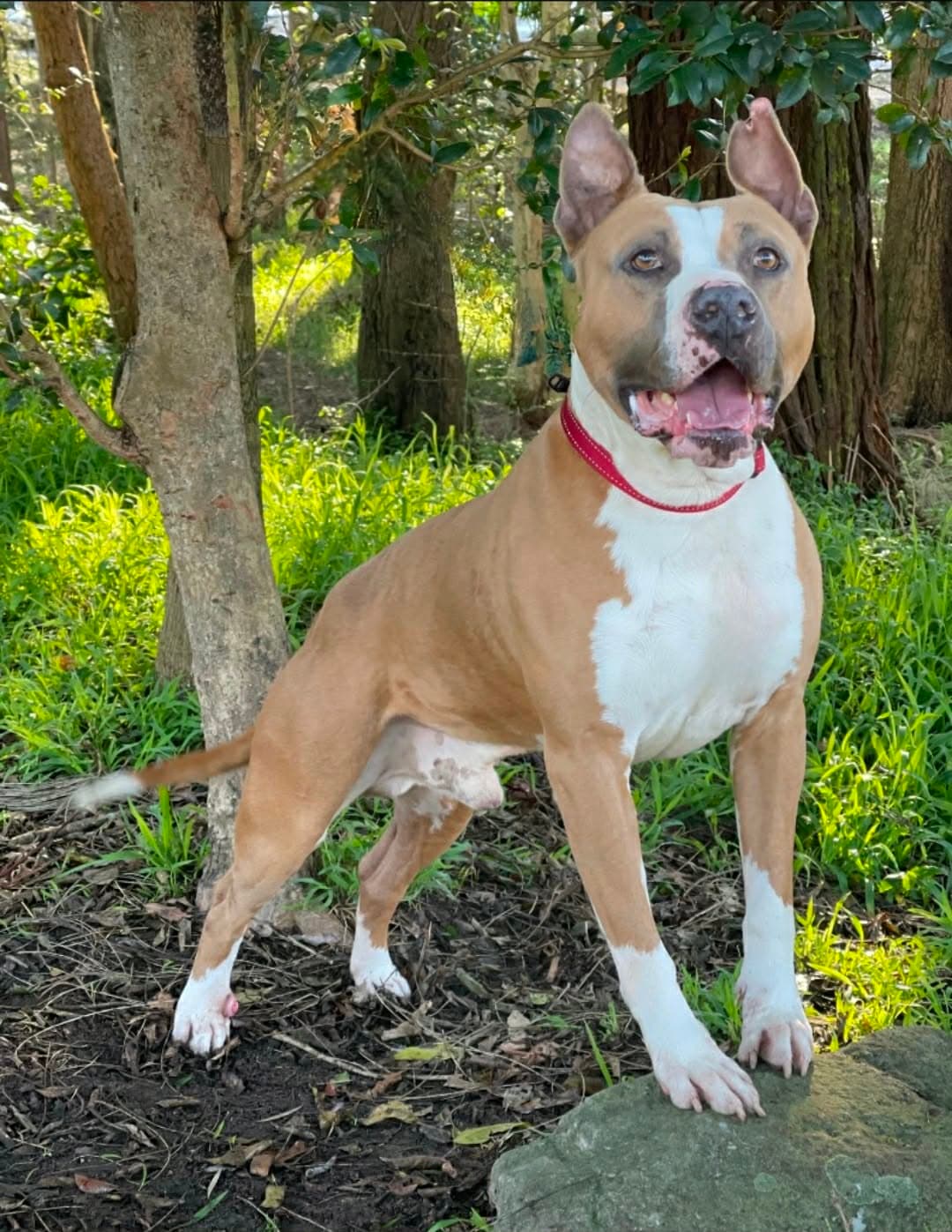 Pauly - American Staffordshire Terrier available for adoption in Sydney