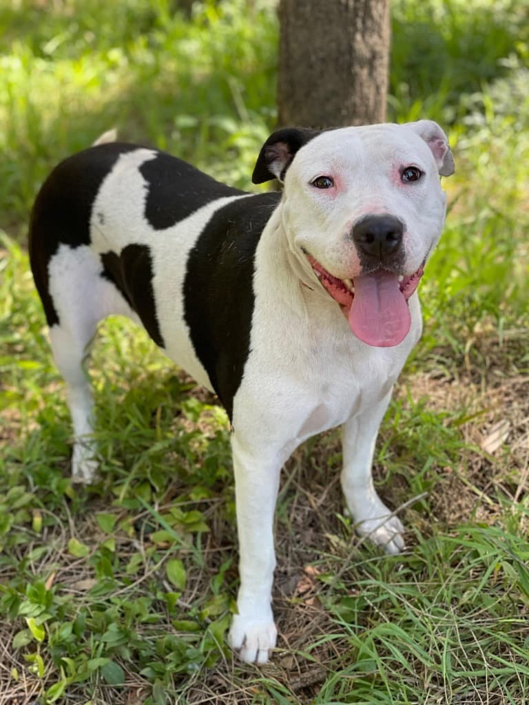 Nancy - America Staffordshire Terrier Mix available for adoption in Sydney