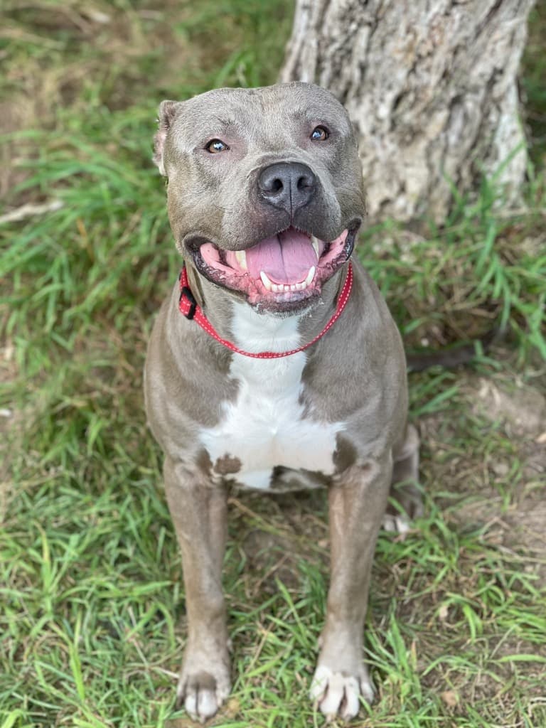 Thor - American Staffordshire Terrier available for adoption in Sydney