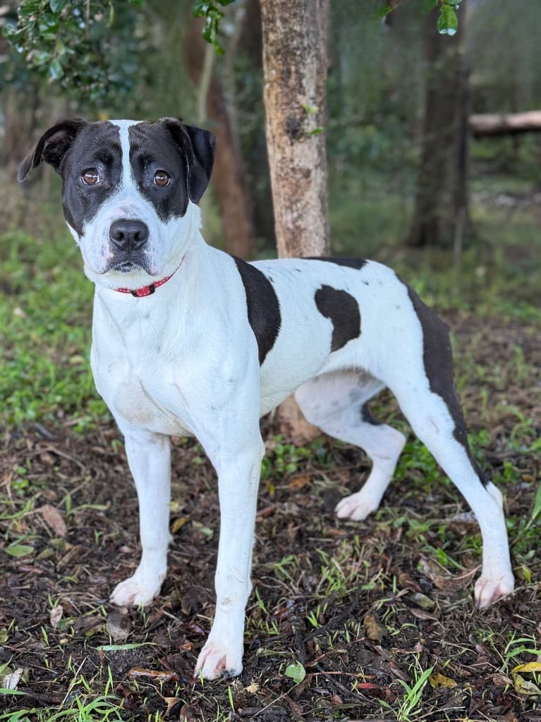 Nelly - Staffordshire Bull Terrier X available for adoption in Sydney