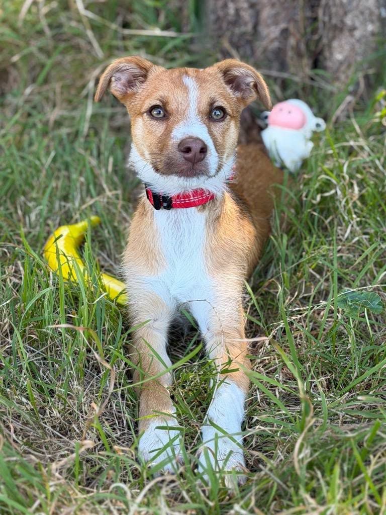 Soxy - JRT x available for adoption in Central Coast