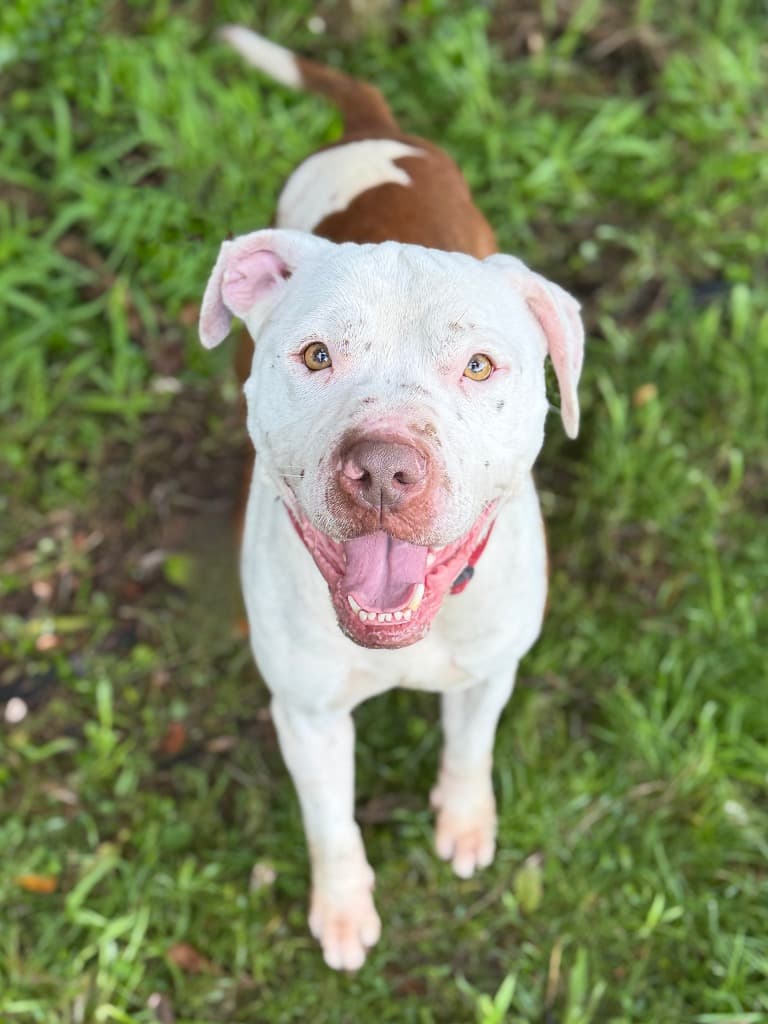Theo - Staffordshire Bullterrier available for adoption in Sydney