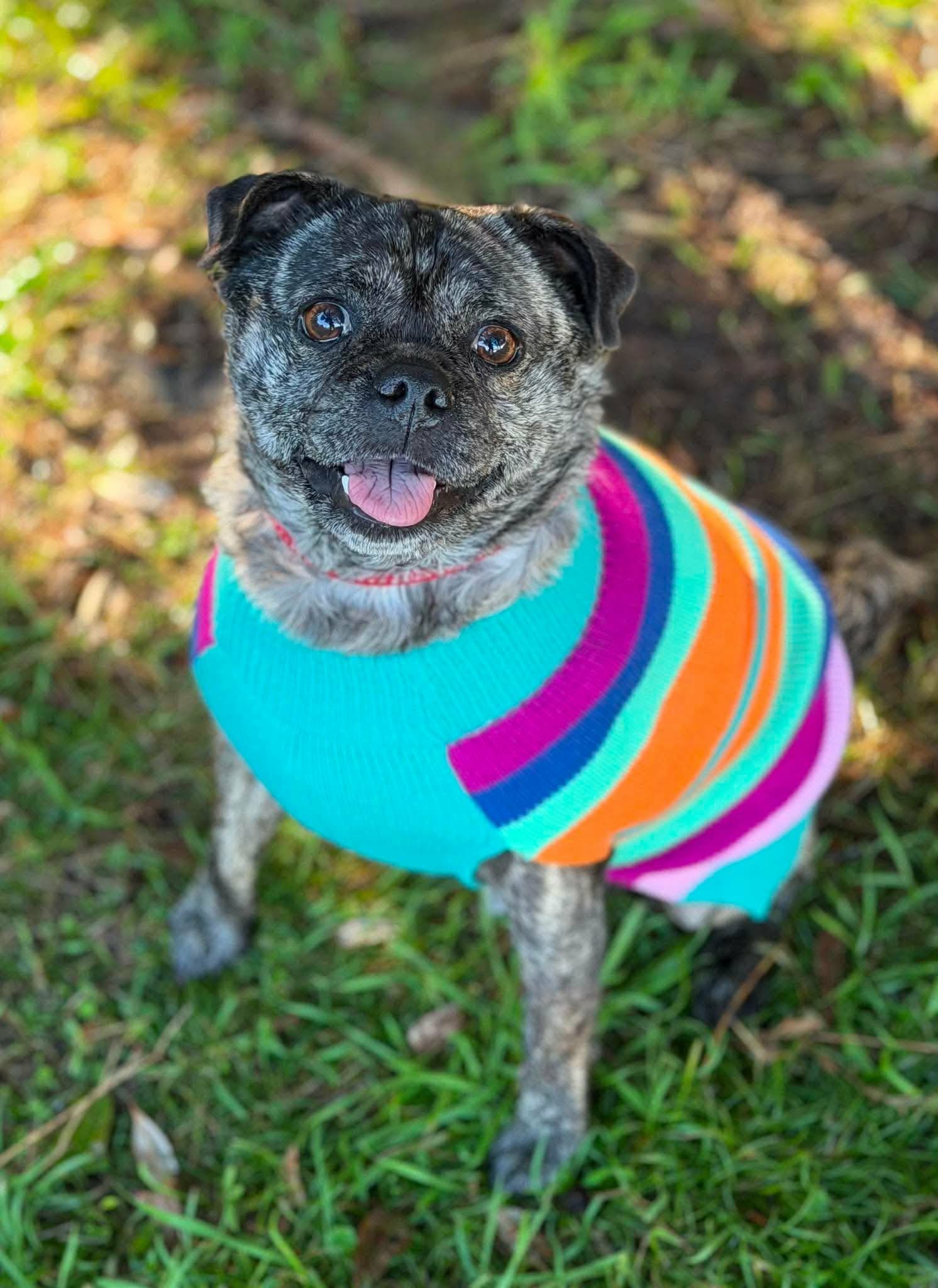 Bently - Pug x Staffy available for adoption in Sydney