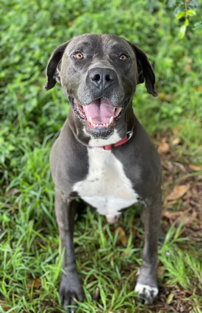 Lightening - Great Dane available for adoption in Sydney