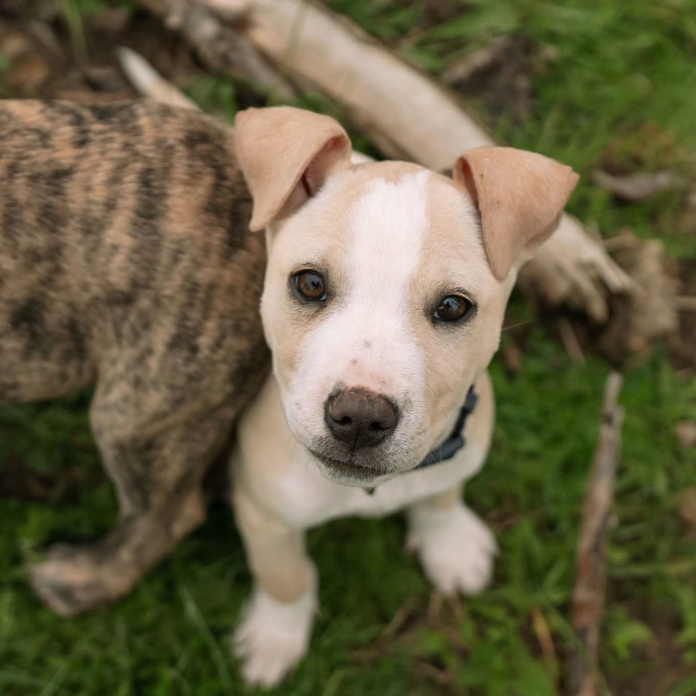 Penelope - Mixed Breed available for adoption in Auckland