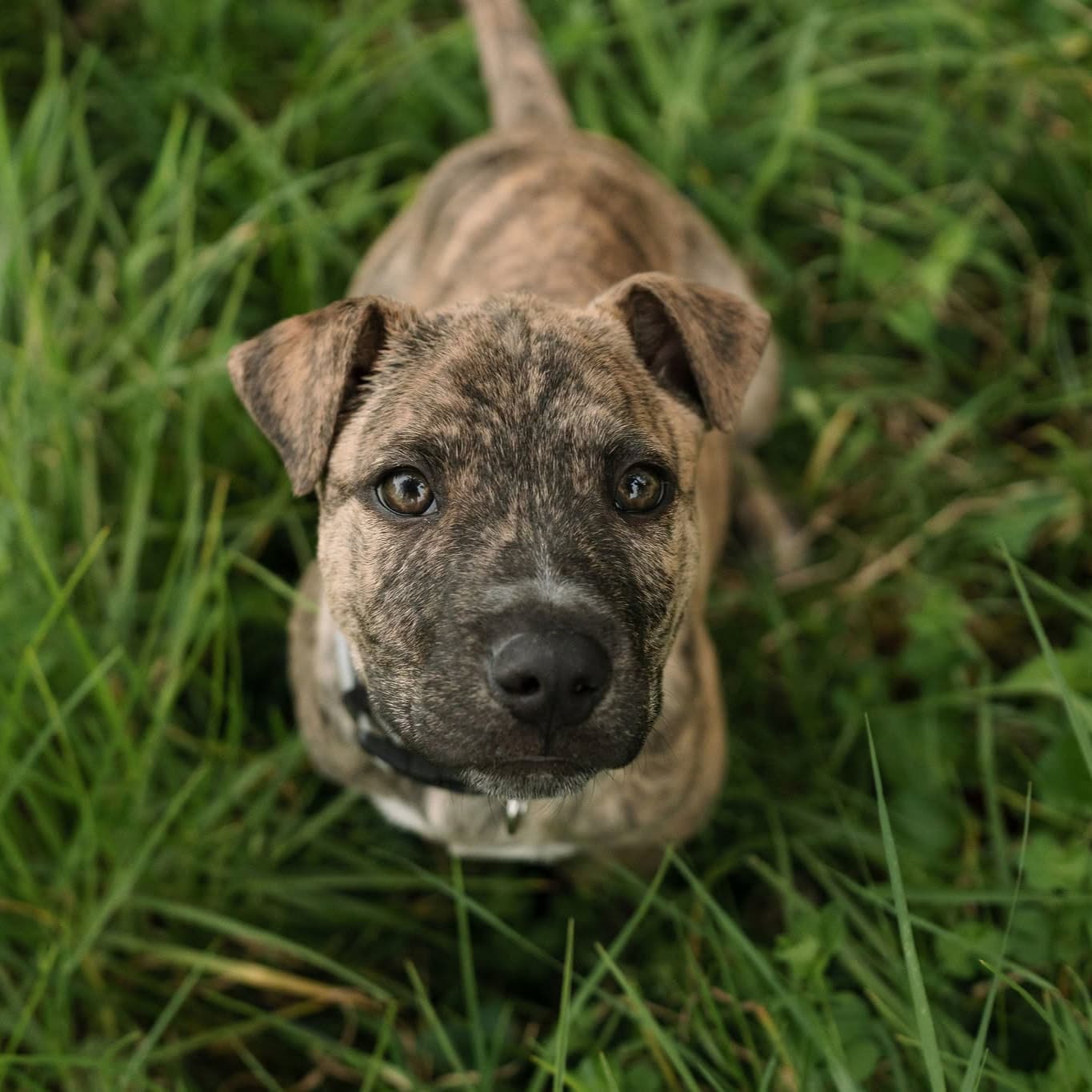 Trevor - Mixed Breed available for adoption in Auckland
