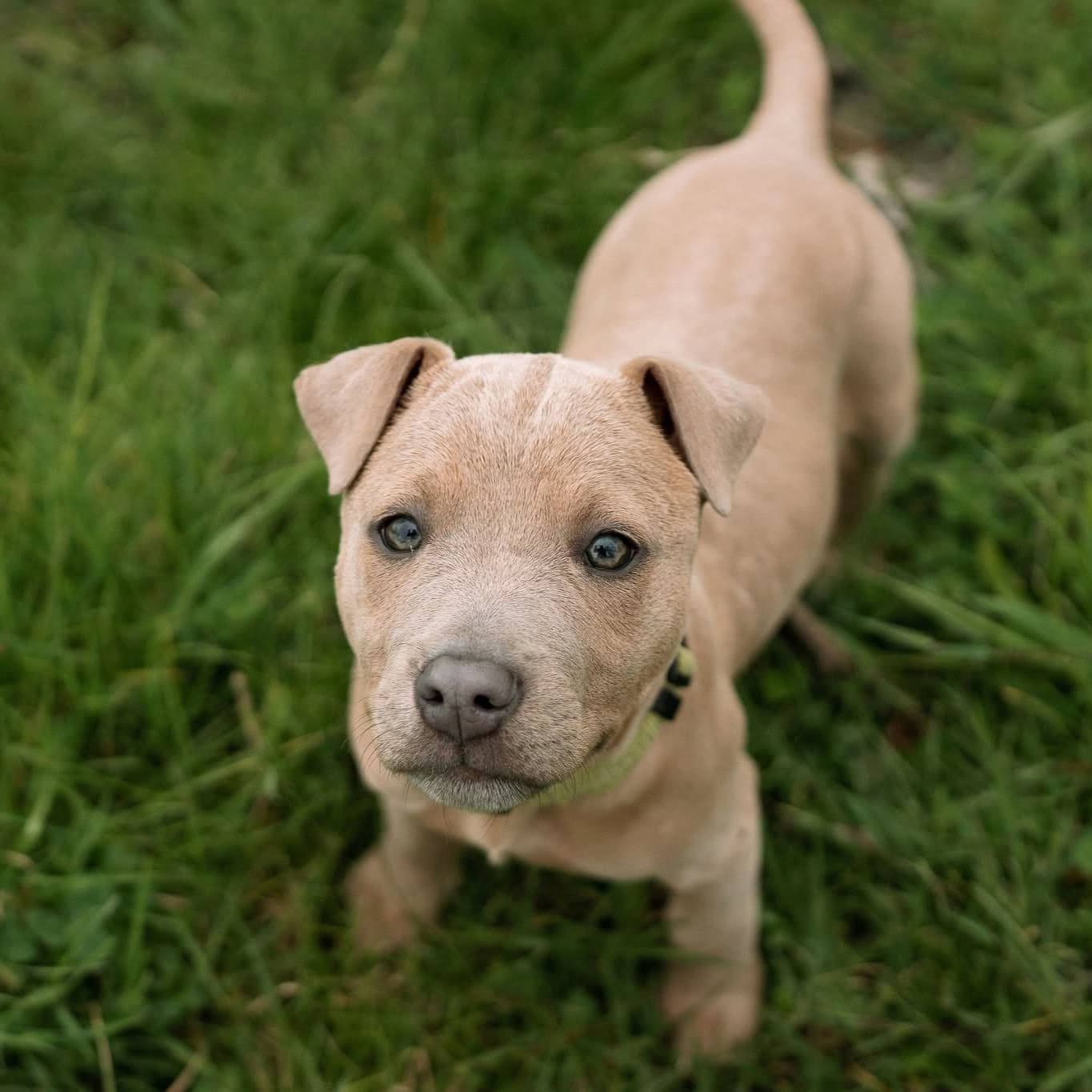 Josephine - Mixed Breed available for adoption in Auckland