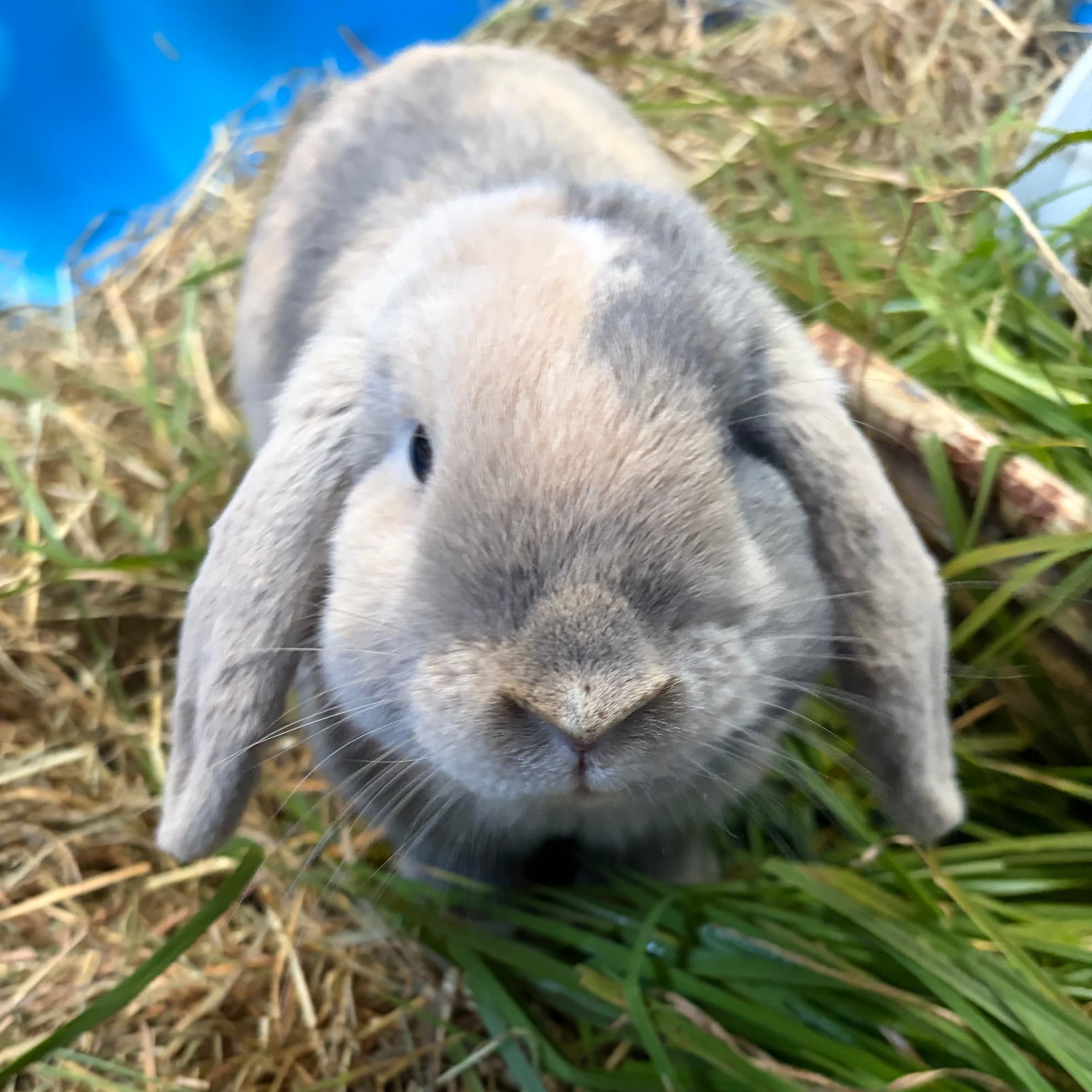Butterscotch - Mixed Breed available for adoption in Auckland