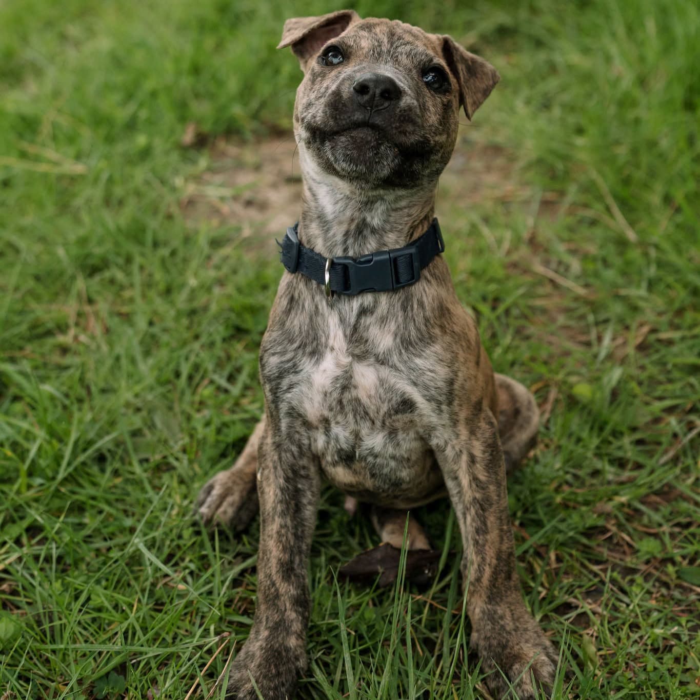 Garry - Mixed Breed available for adoption in Auckland
