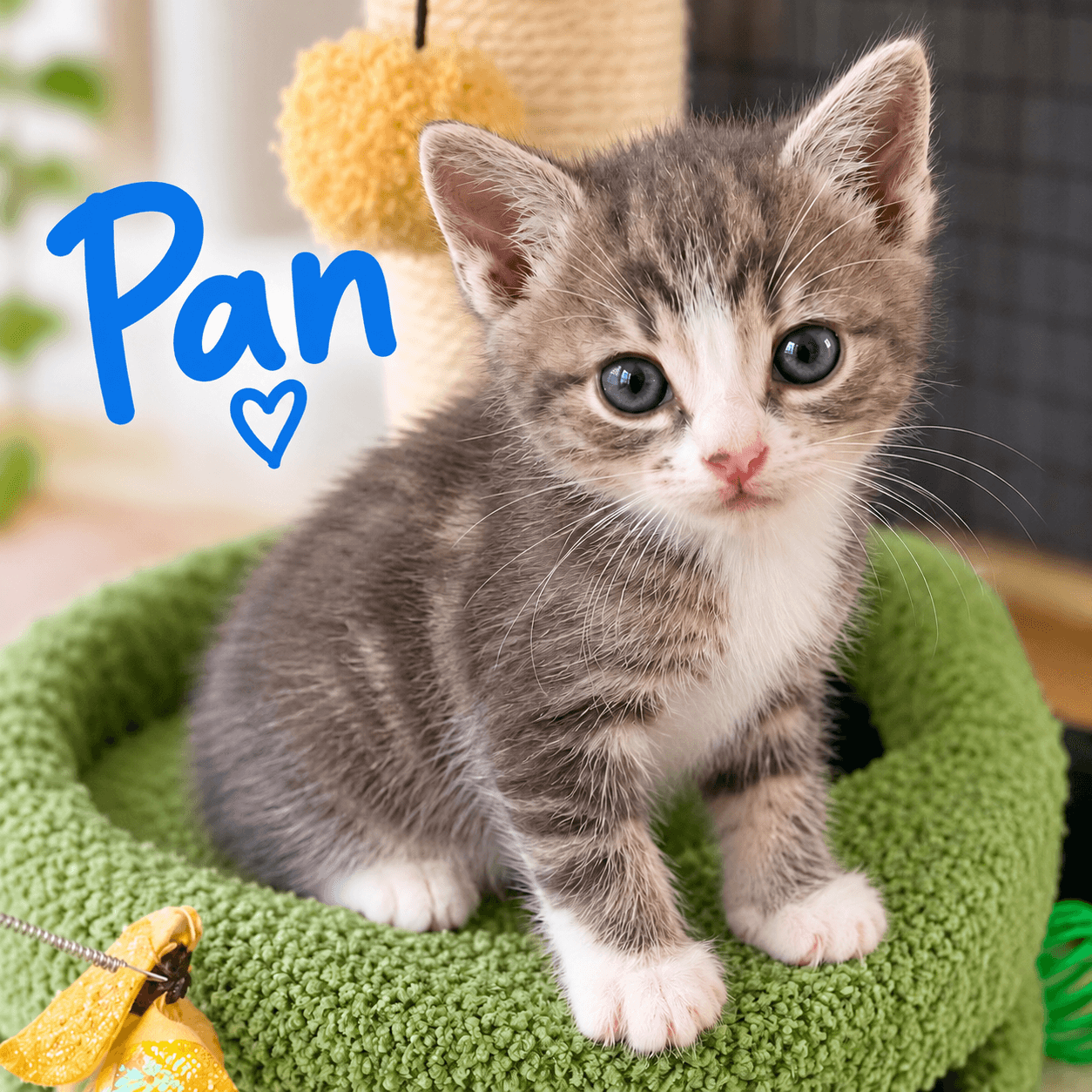 2 Month Old Male Cat - Domestic Shorthair cat available for adoption at Illawarra Cat Rescue in Wollongong