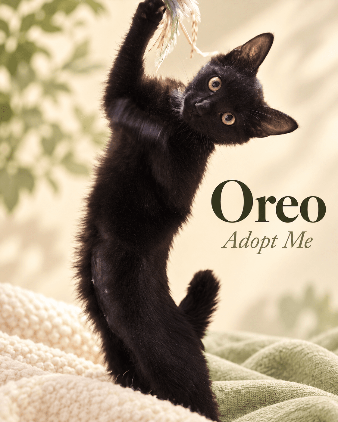 Oreo - Domestic Shorthair cat available for adoption in Wollongong