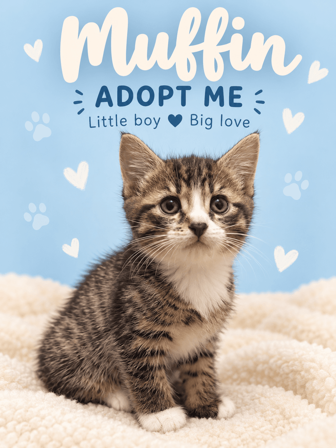 Muffin - Domestic Shorthair cat available for adoption at Illawarra Cat Rescue in Wollongong