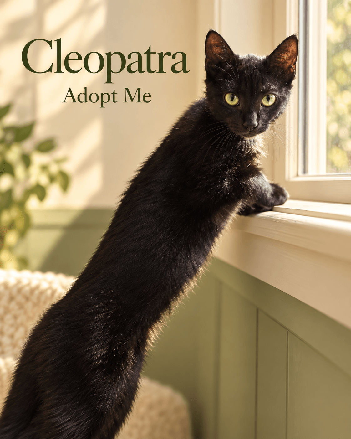 Cleopatra - Domestic Shorthair cat available for adoption in Wollongong