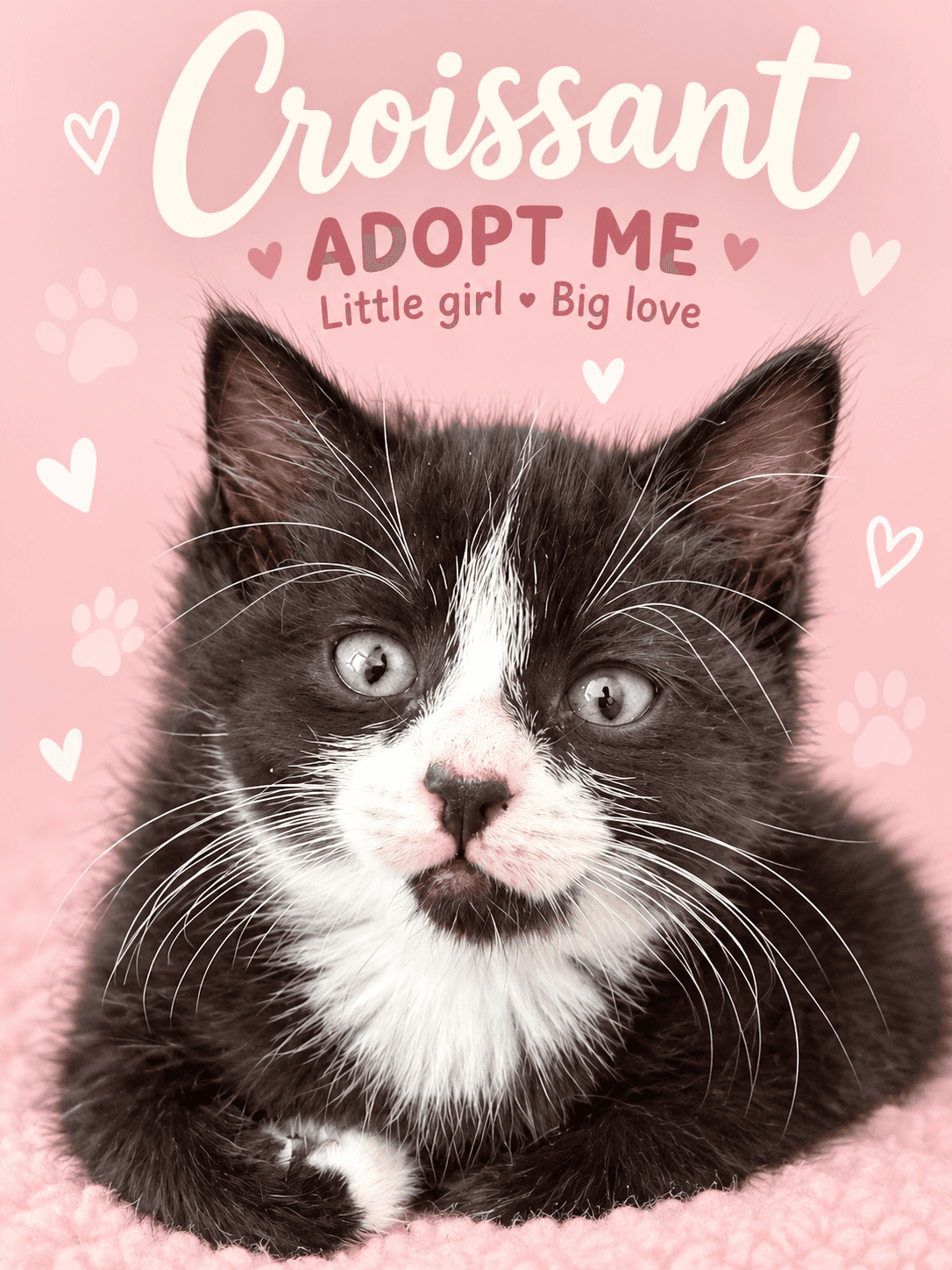 Croissant - Domestic Shorthair cat available for adoption at Illawarra Cat Rescue in Wollongong