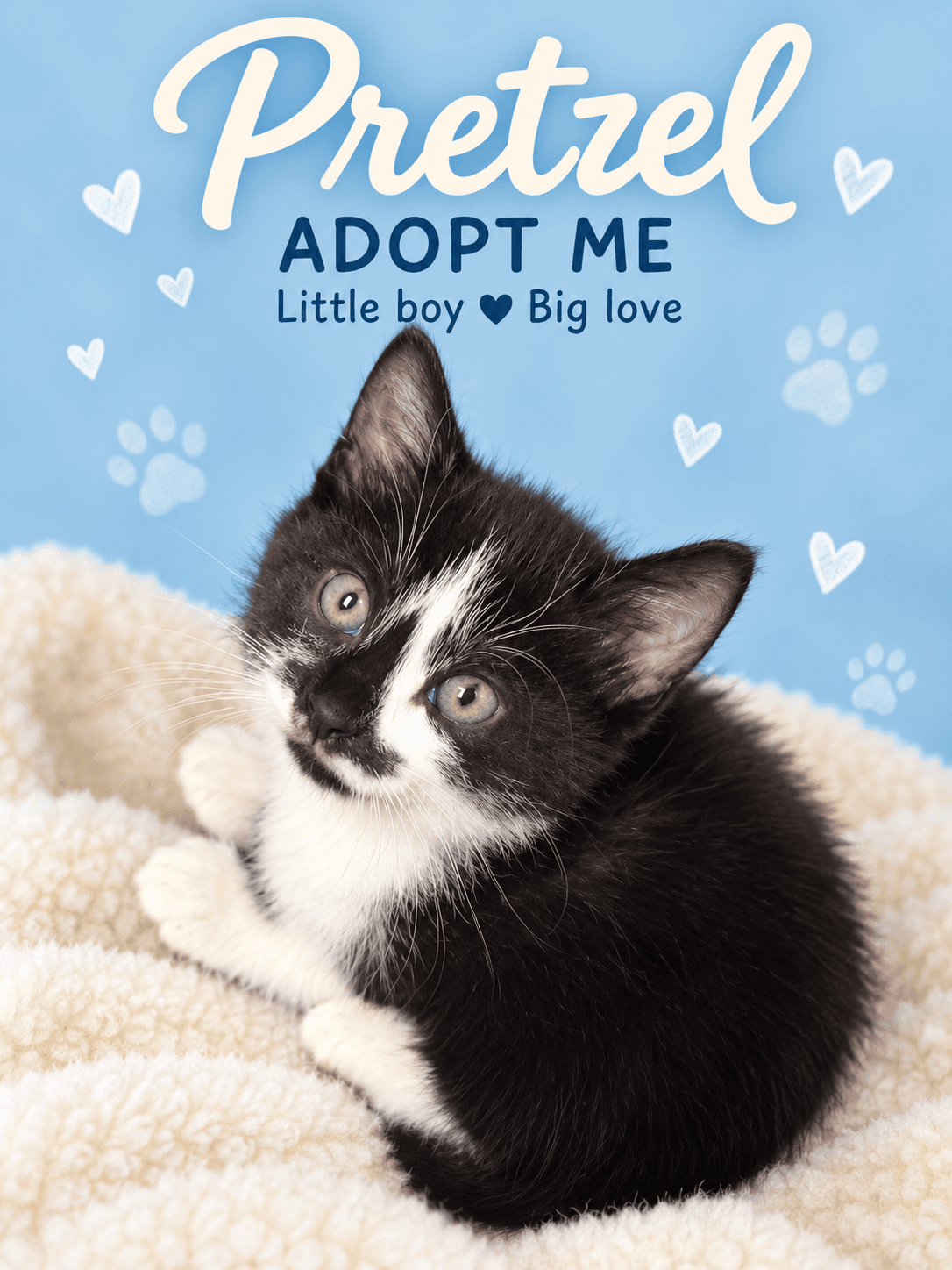 Pretzel - Domestic Shorthair cat available for adoption at Illawarra Cat Rescue in Wollongong