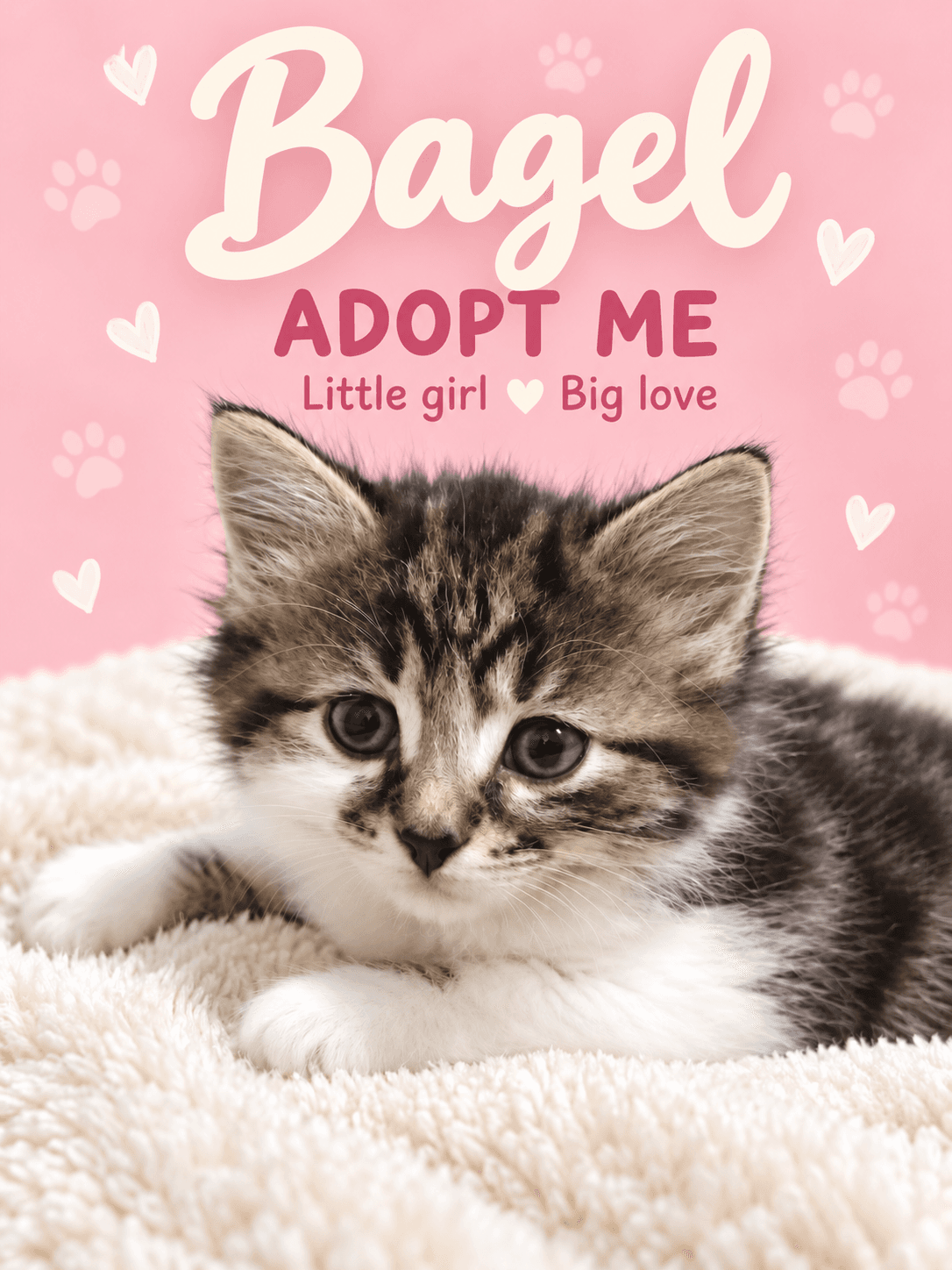 Bagel - Domestic Shorthair cat available for adoption at Illawarra Cat Rescue in Wollongong