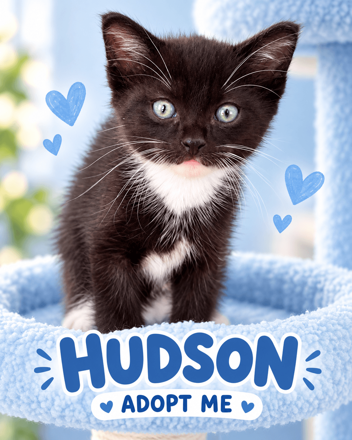 Hudson - Domestic Shorthair cat available for adoption in Wollongong
