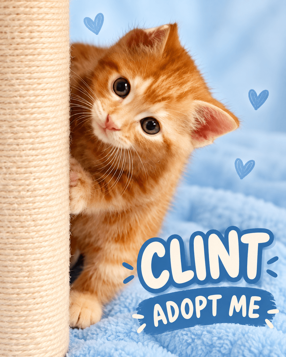 Clint - Domestic Shorthair cat available for adoption in Wollongong