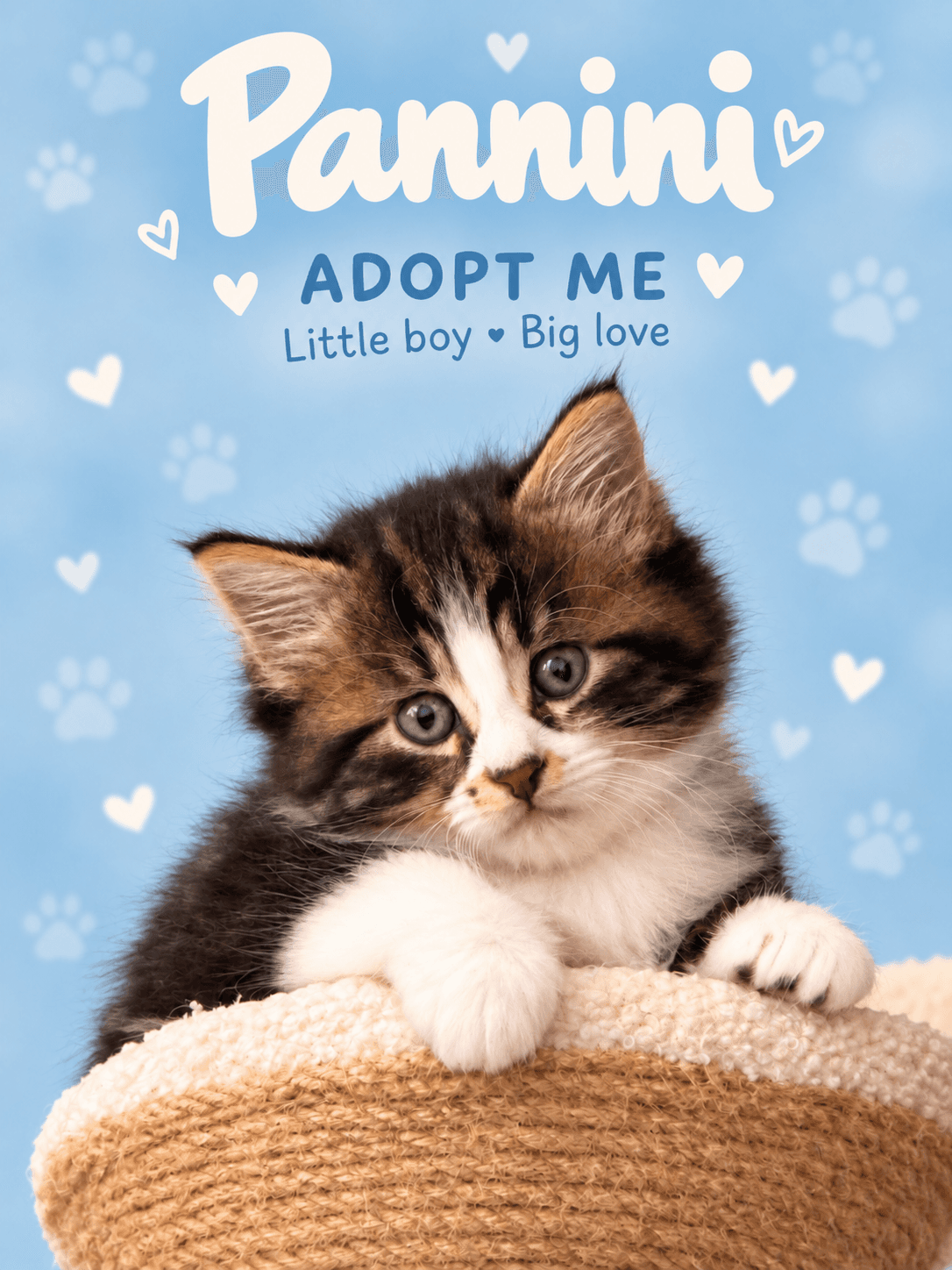 Pannini - Domestic Shorthair cat available for adoption at Illawarra Cat Rescue in Wollongong