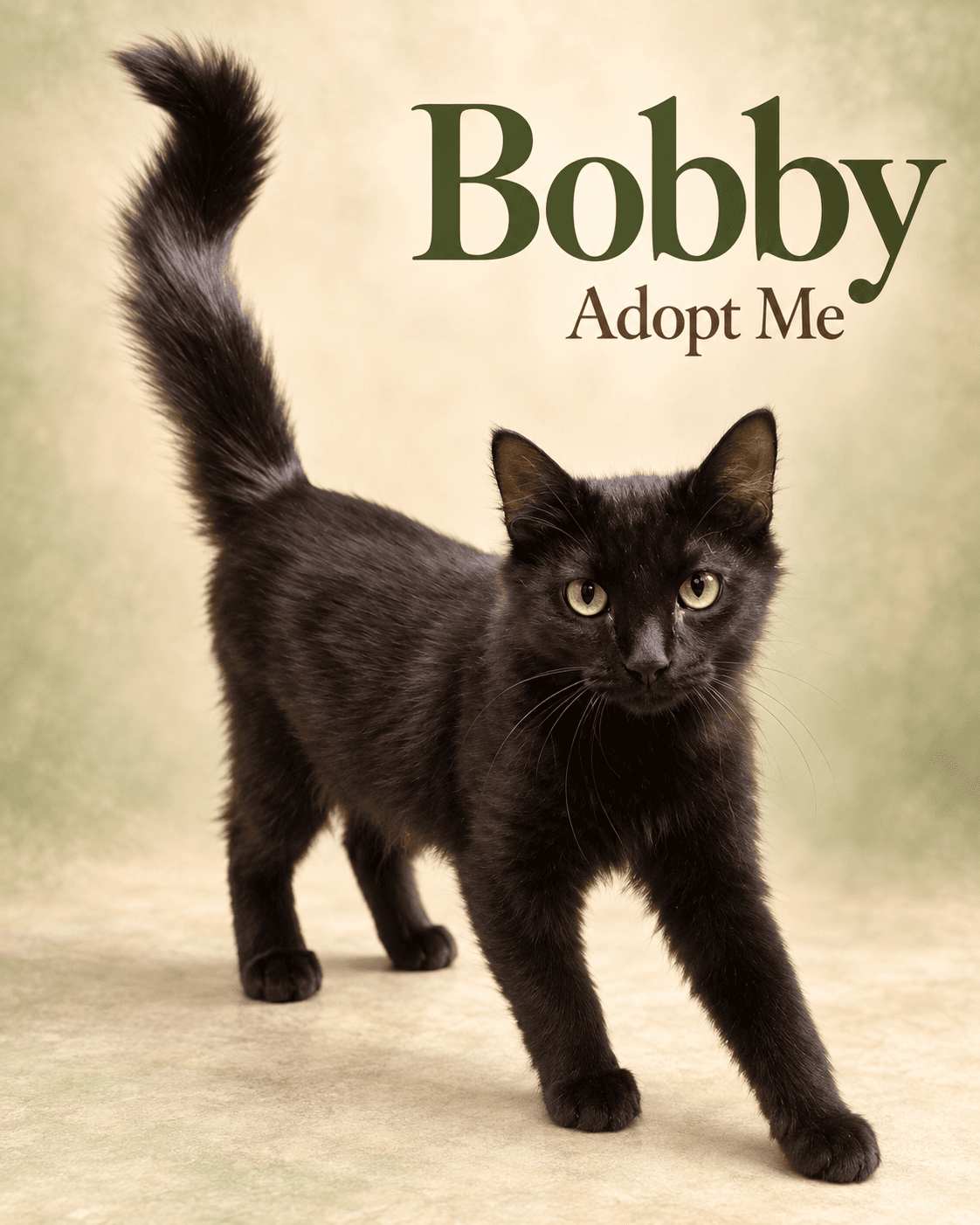 Bobby - Domestic Shorthair available for adoption in Wollongong