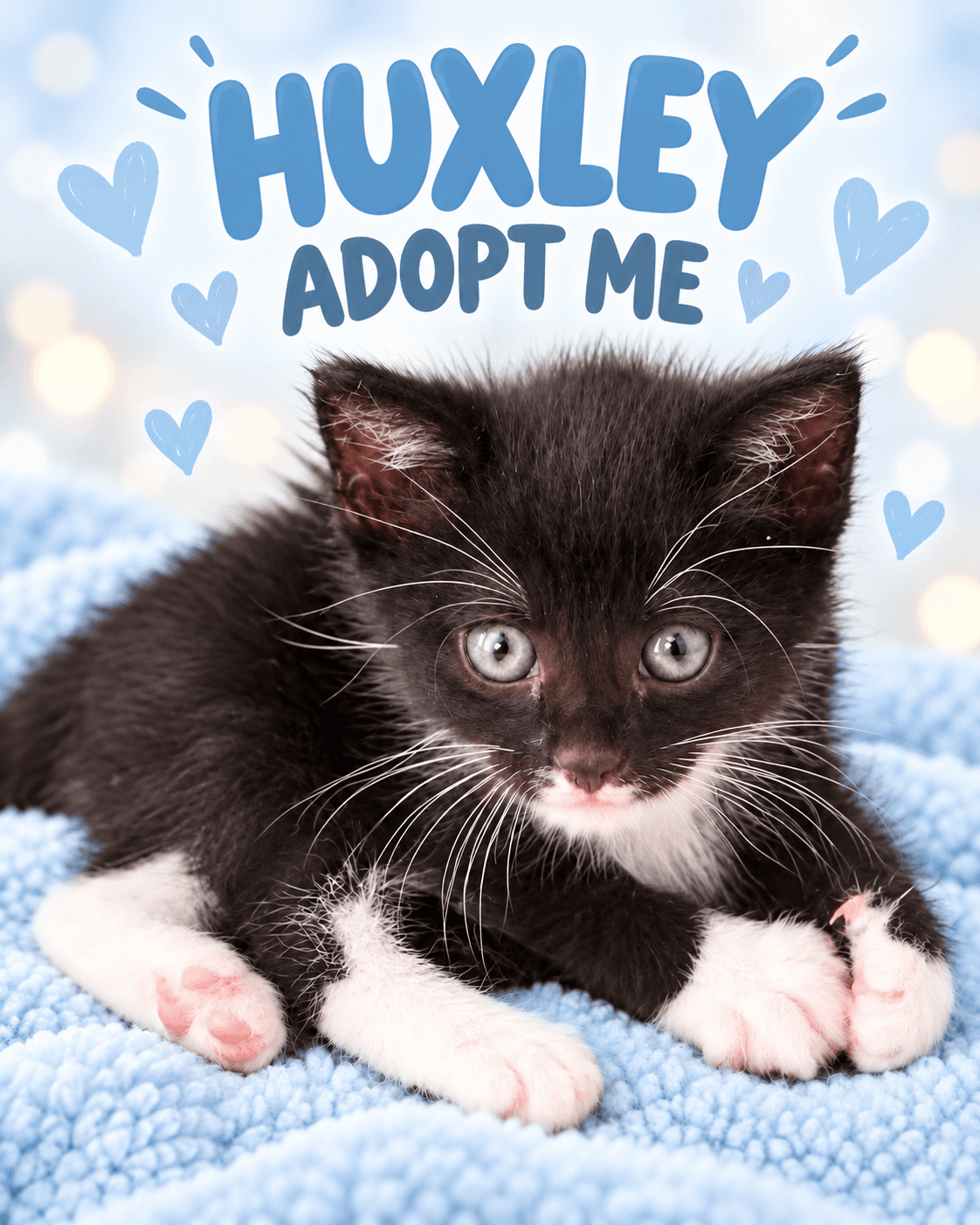 Huxley - Domestic Shorthair cat available for adoption in Wollongong
