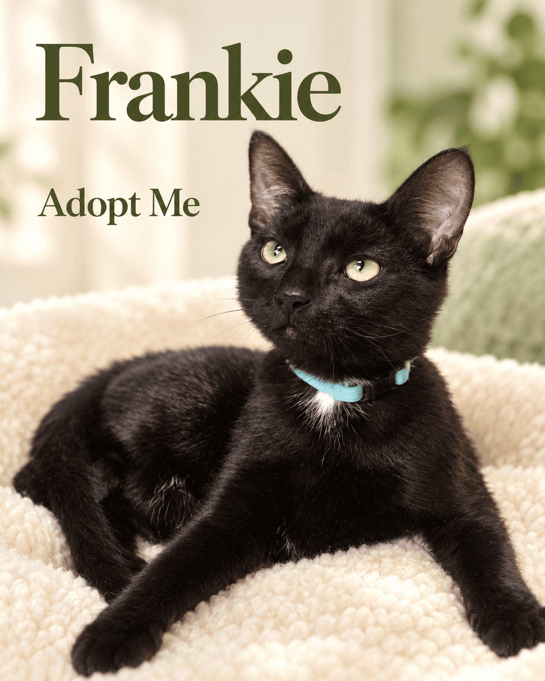 Frankie - Domestic Shorthair cat available for adoption in Wollongong