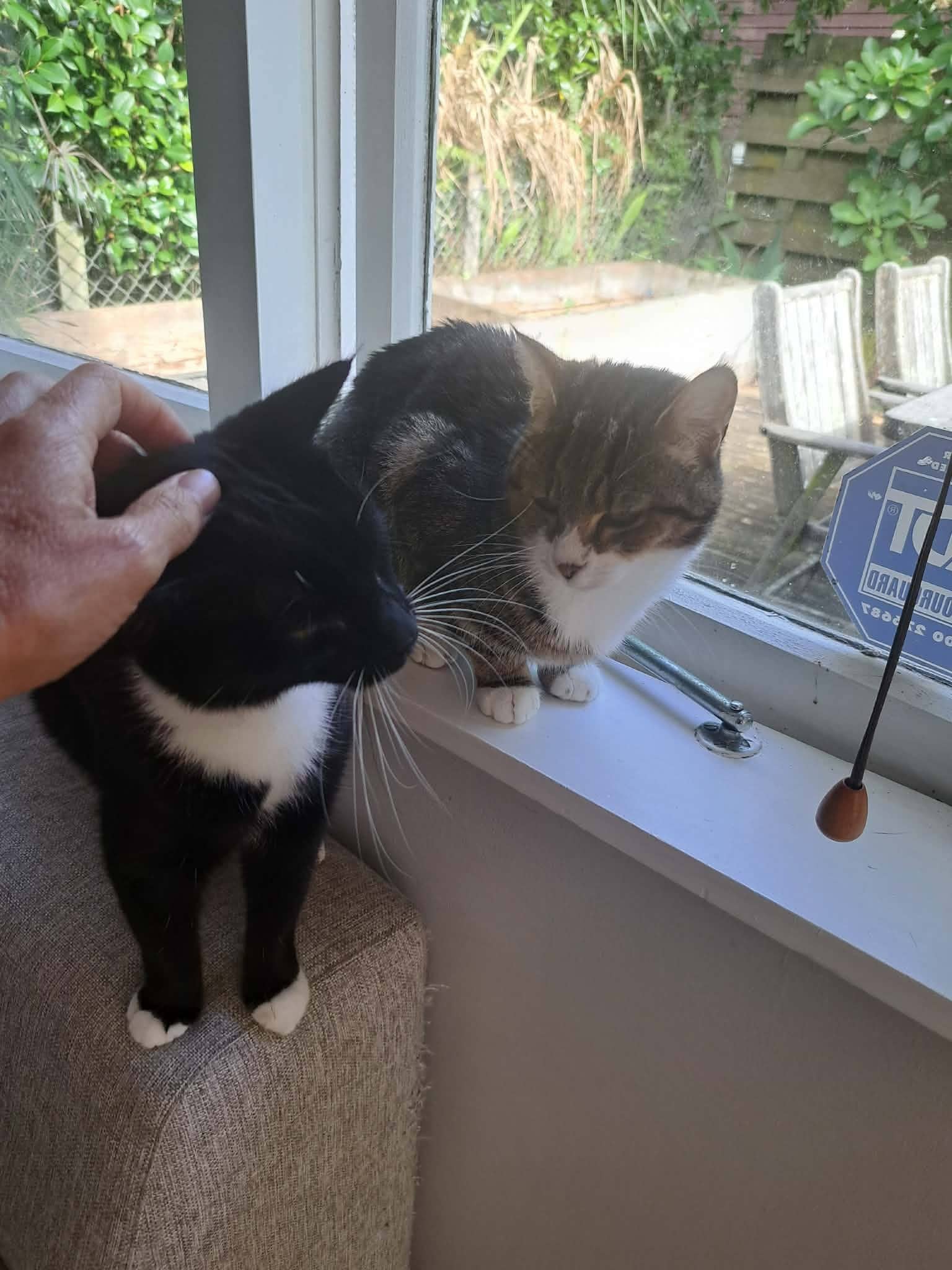 Lucy & Fern - Domestic Shorthair cat available for adoption at Gutter Kitties in Auckland
