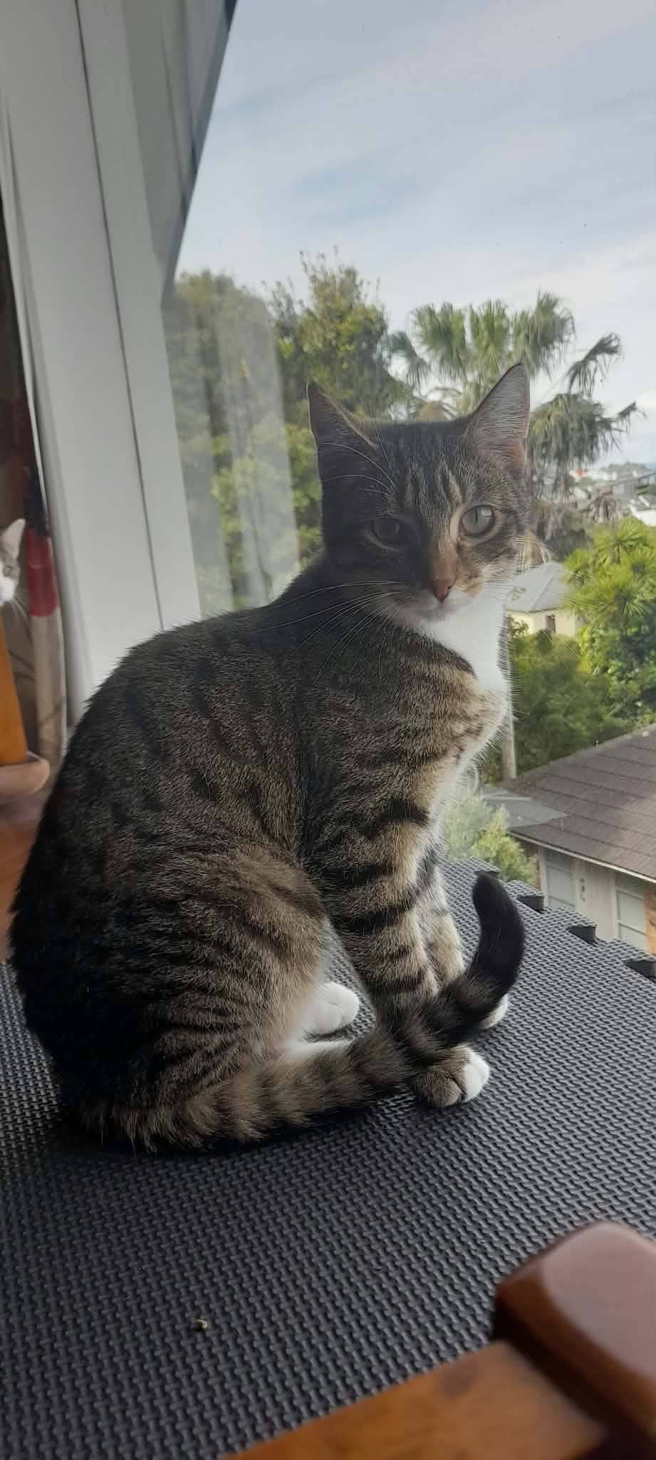 Tux - Domestic Shorthair cat available for adoption at Gutter Kitties in Auckland