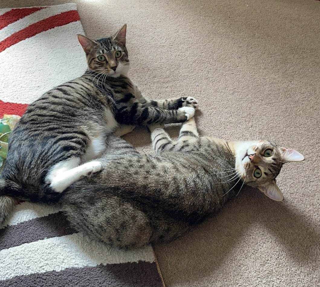 Pugsley & Forest - Domestic Shorthair cat available for adoption at Gutter Kitties in Auckland