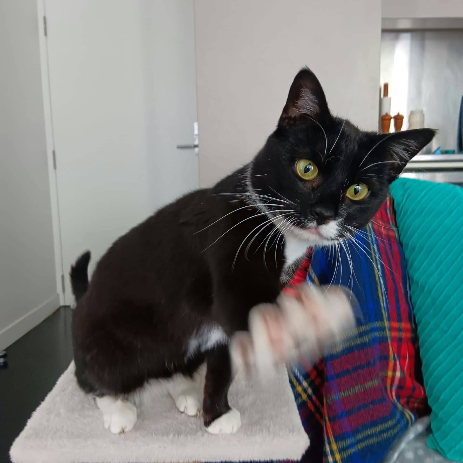 Rosie - Domestic Shorthair cat available for adoption at Gutter Kitties in Auckland