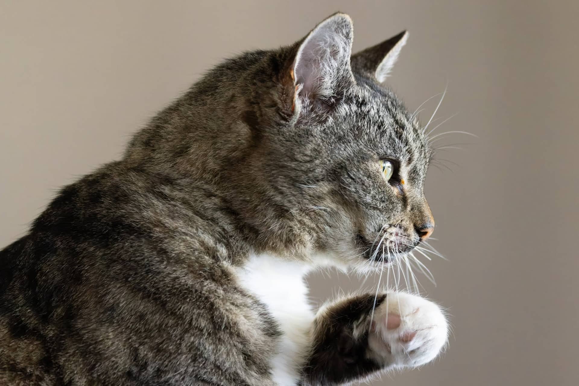 Minnie - Domestic Shorthair cat available for adoption at Gutter Kitties in Auckland