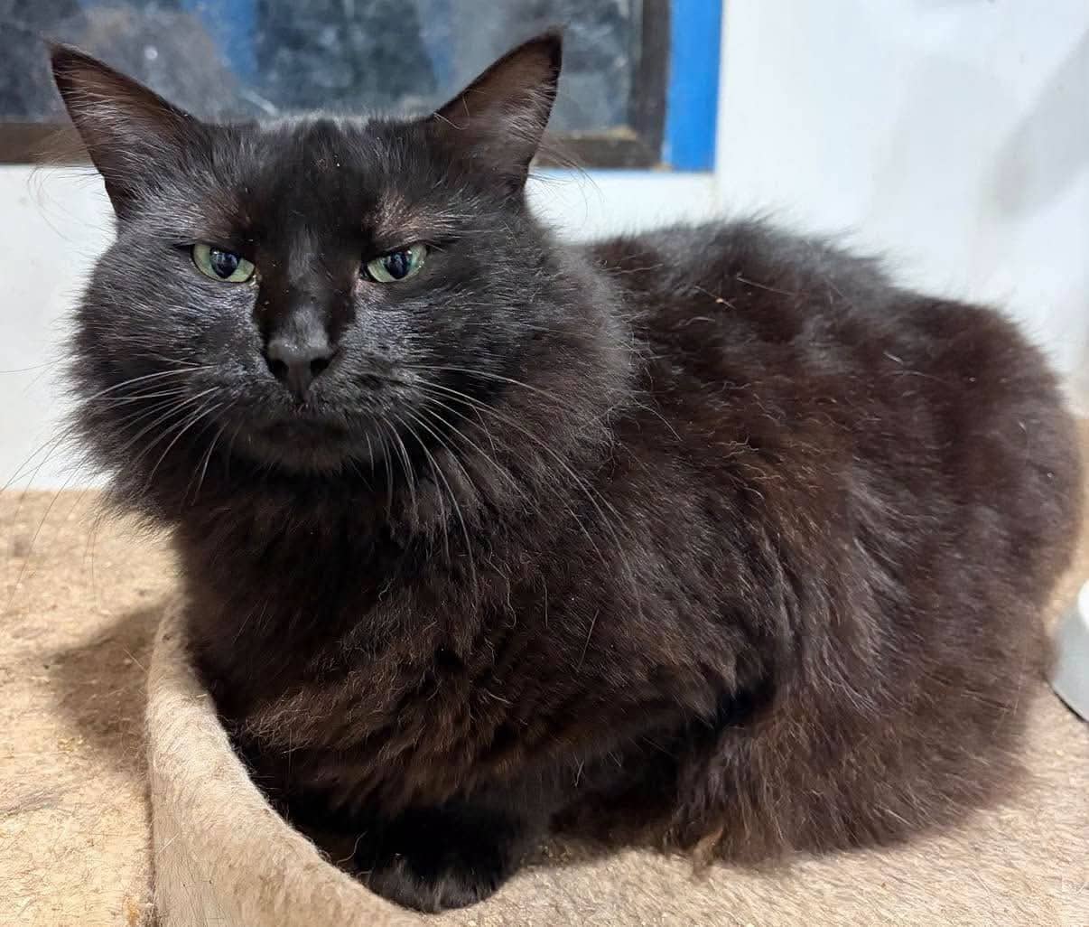 Maleficent - Domestic Shorthair cat available for adoption at Gutter Kitties in Auckland
