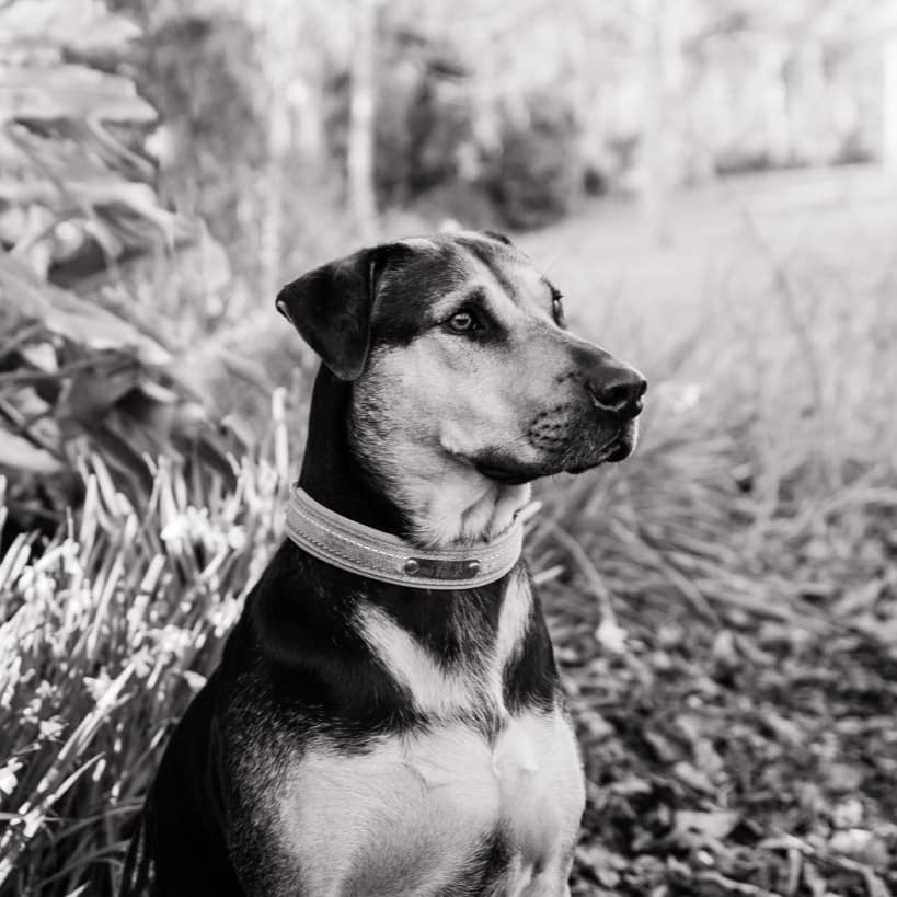 Rusty - Mixed Breed available for adoption in Auckland