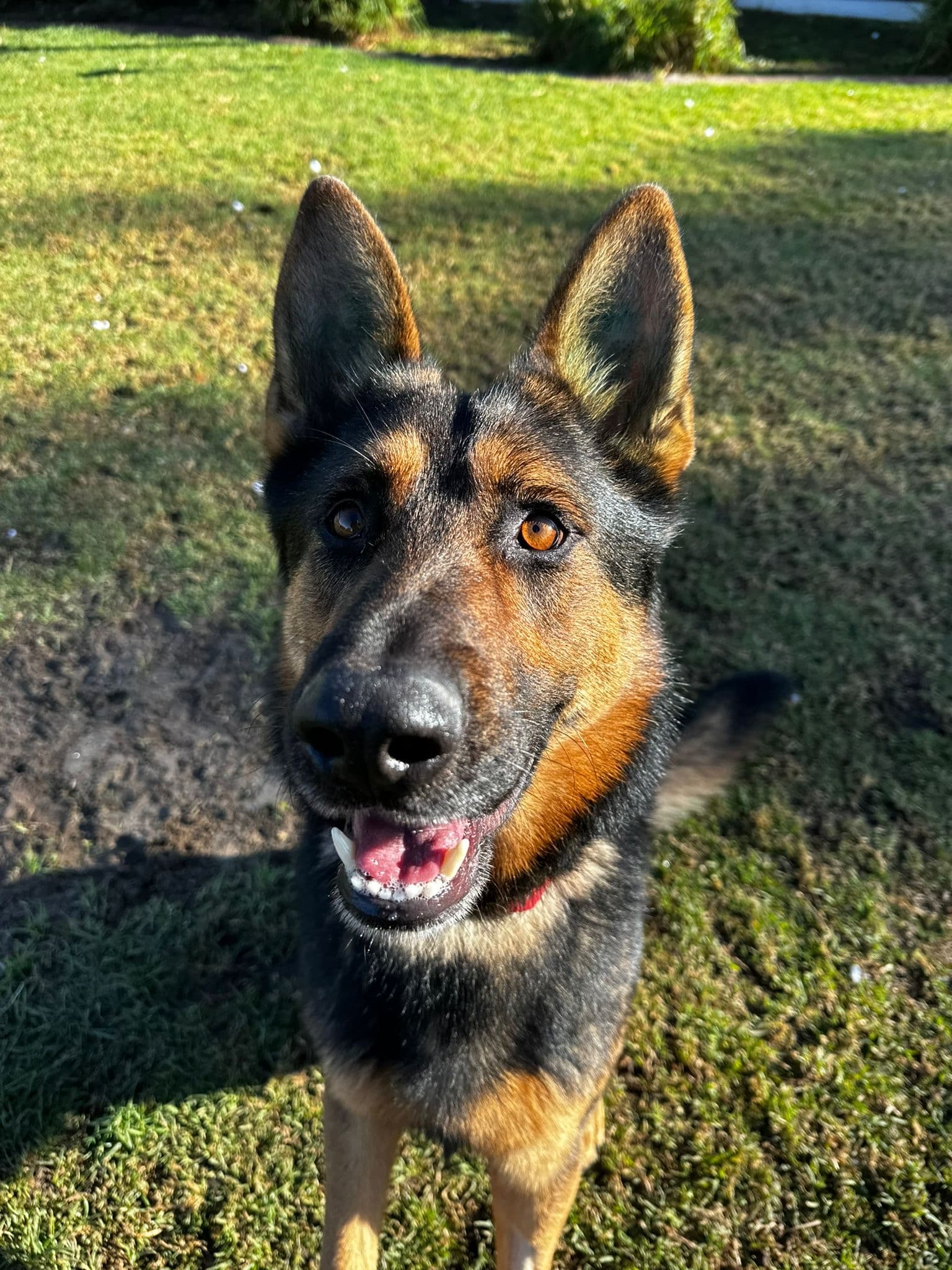 Lorenzo - German Shepherd available for adoption in Sydney