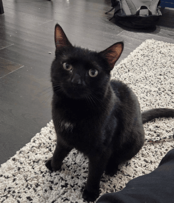 Chance - Domestic Short cat available for adoption in Sydney