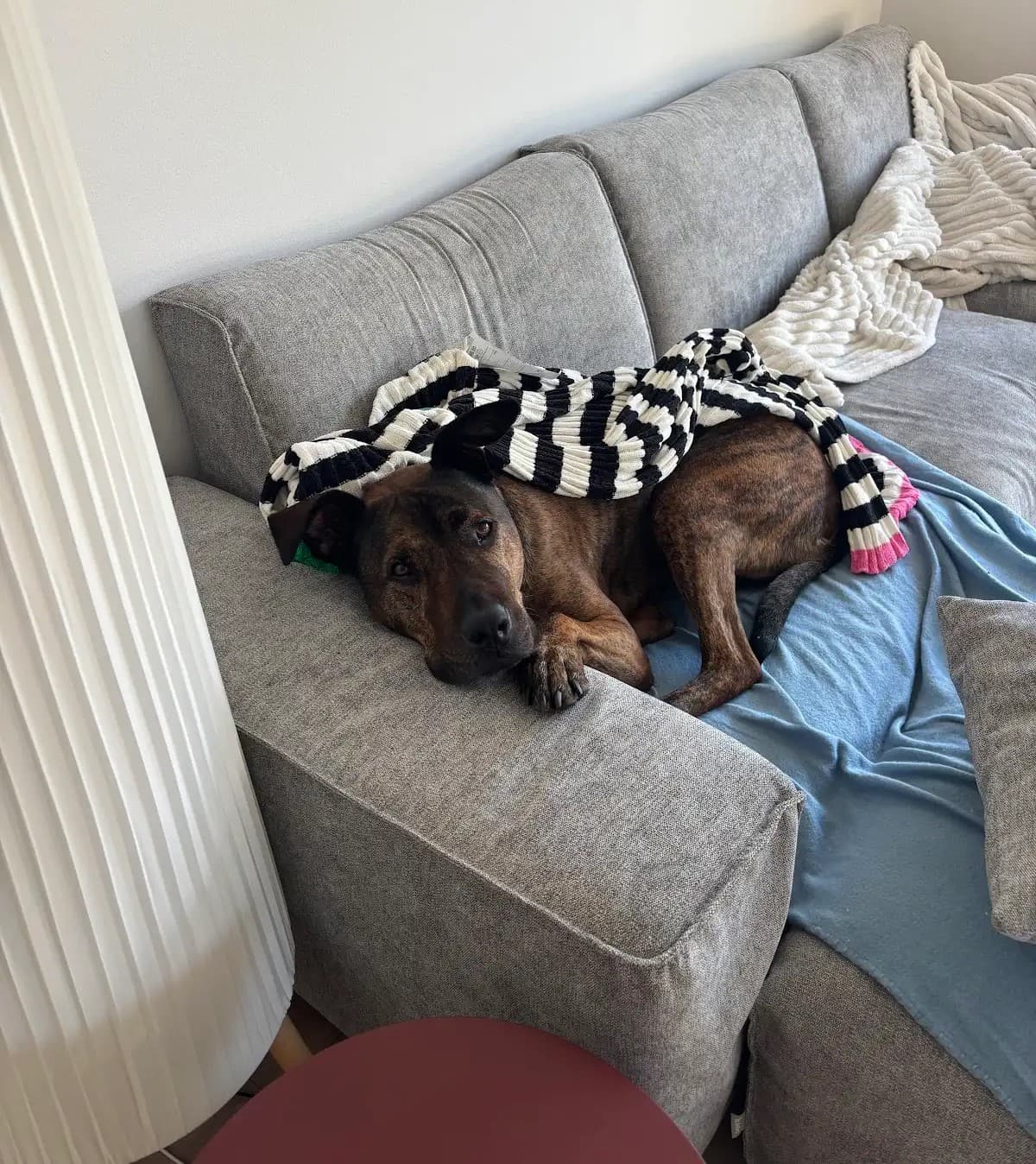 Kobe - Mastiff X available for adoption in Sydney