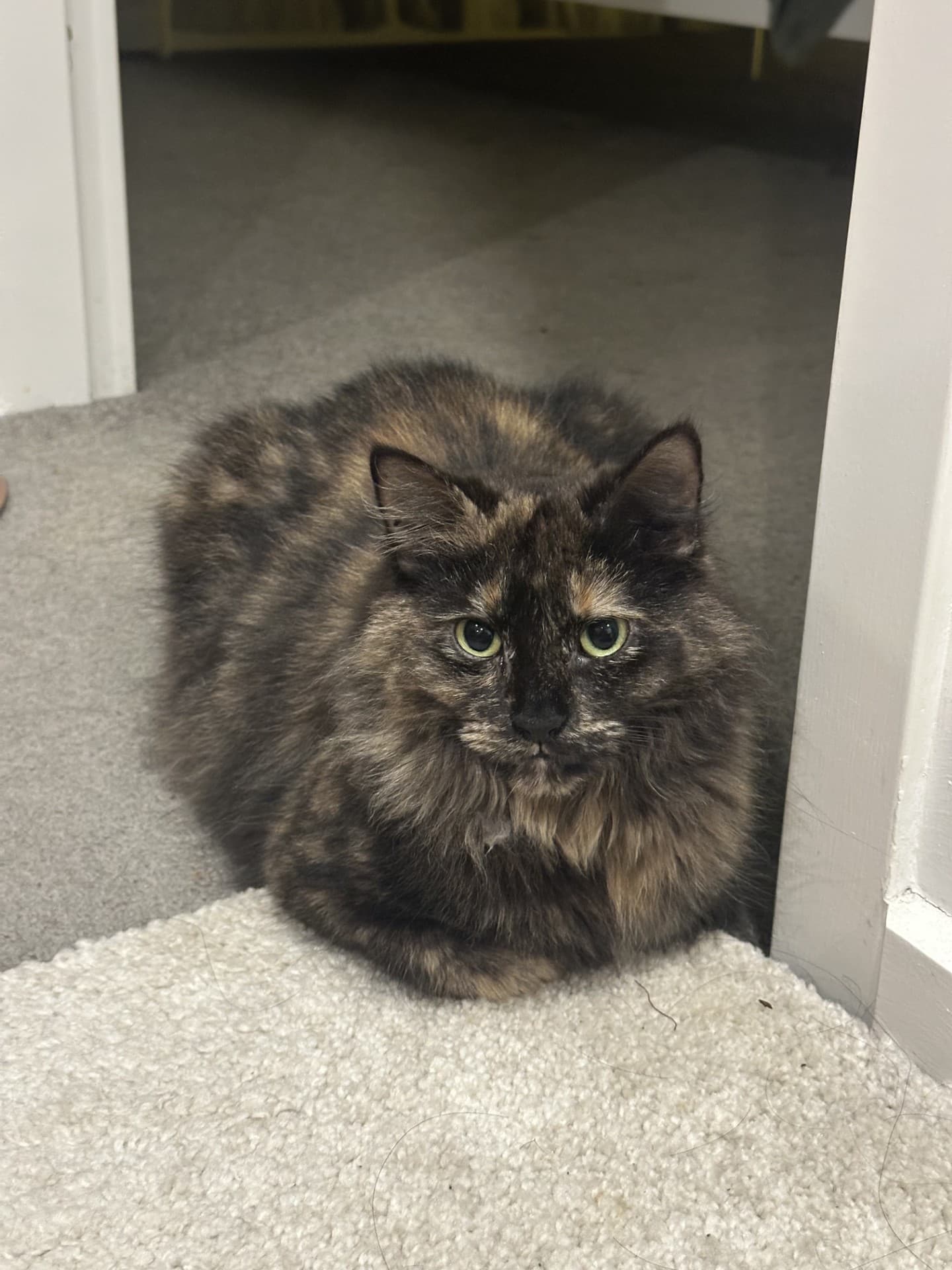 Ophelia - DSH cat available for adoption in Sydney