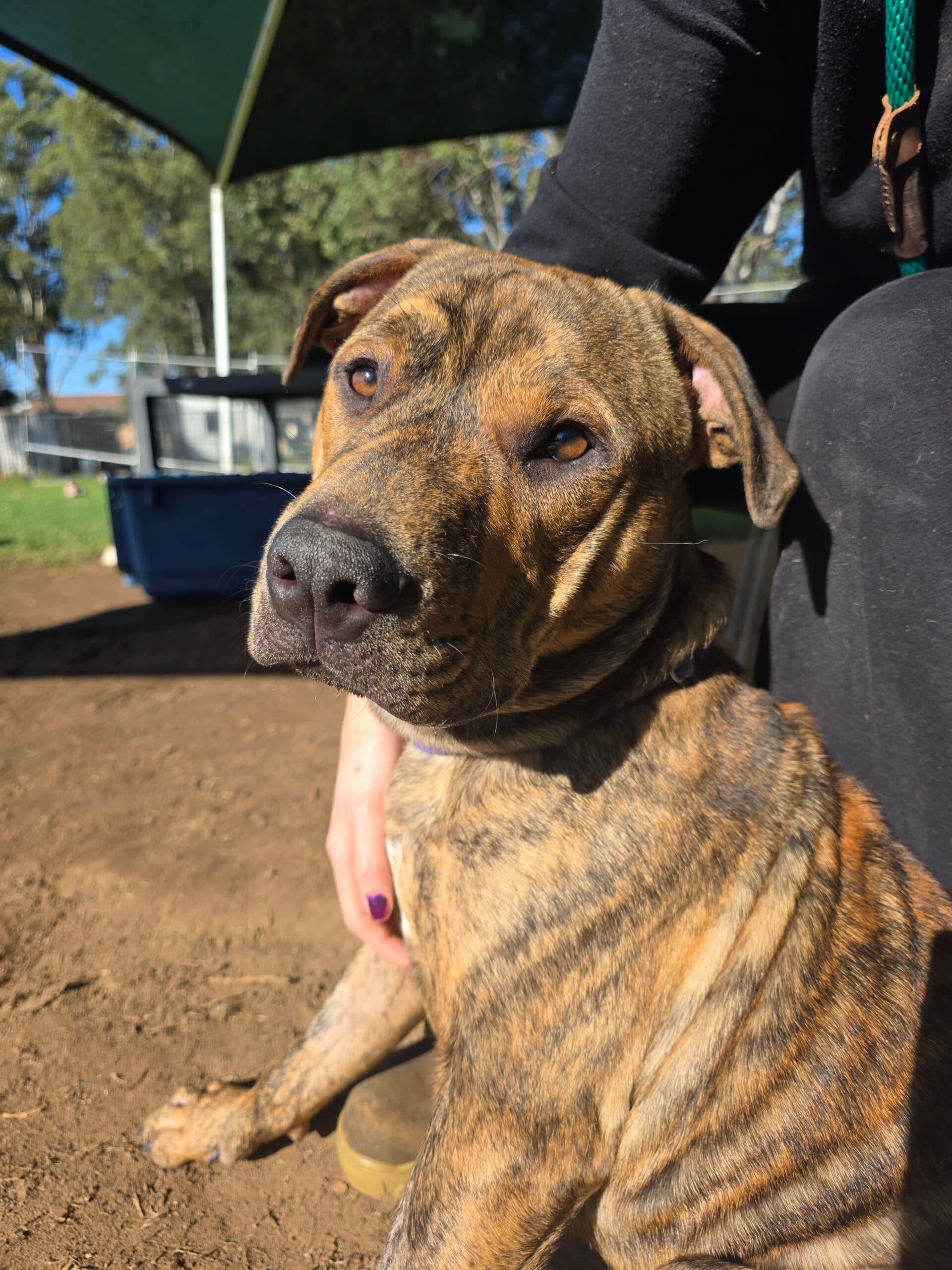 Joe - Staffy X Mastiff available for adoption in Sydney