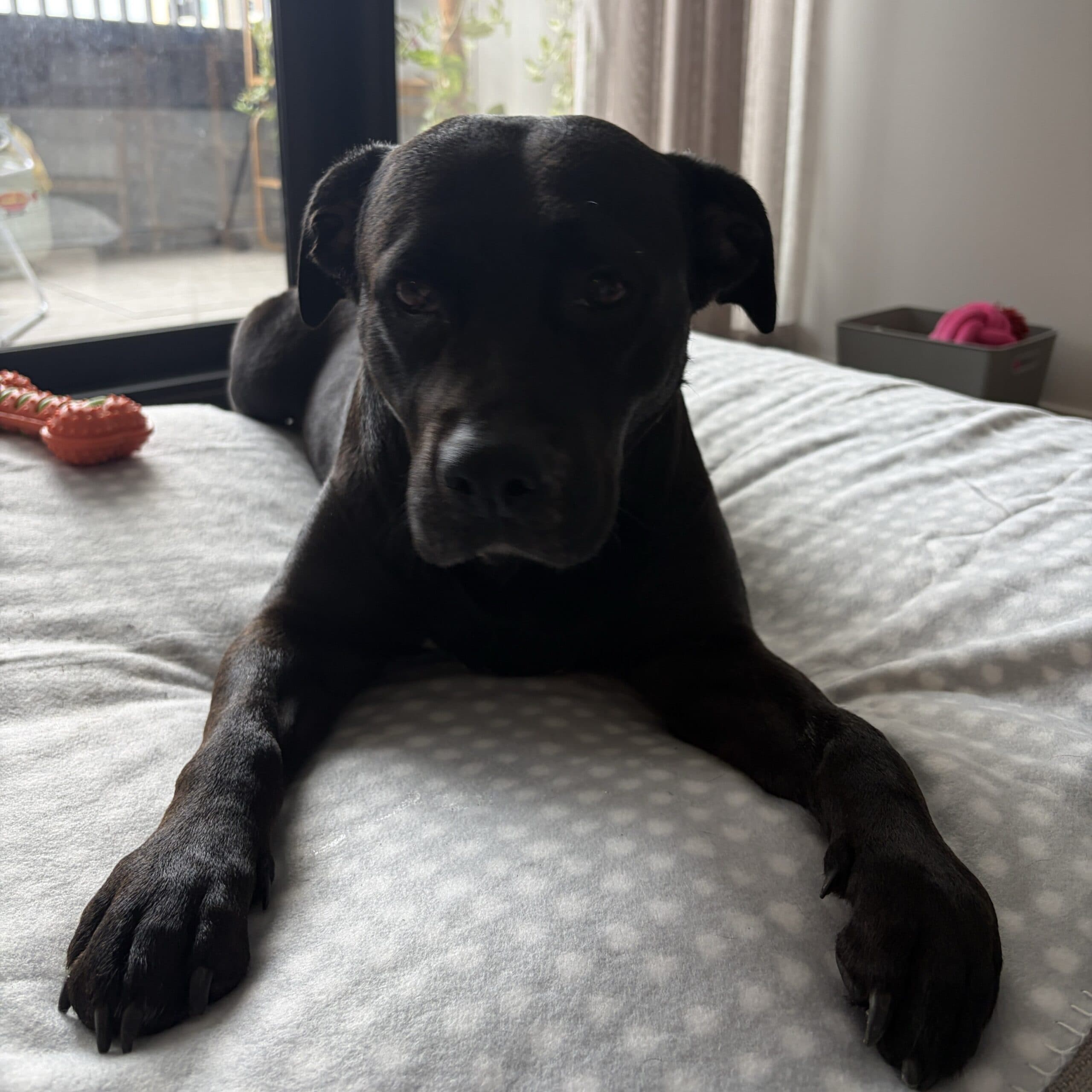 Nova - Staffordshire Terrier X available for adoption in Sydney